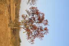 Terminalia crenulata